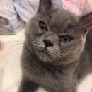 요리하는 집사 이미지