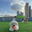 모글리몽 이미지