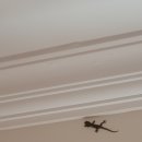 spa'o' 민박 | [우붓] 파차 하우스 앤 스파ㅣ깨끗하고 저렴한 우붓 숙소(객실, 조식)