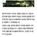 큐슈 올레길 지도 이미지