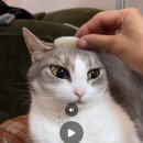 이고영이 눈이 왤케 크지?!!!! 고양이 흰자 처음 봄 이미지