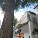 신평양찹쌀순대 | 신평양찹쌀순대 태평역 맛집으로 오래 살아남은 이유가 있다?