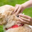 이로운 강아지 이미지