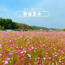 황구지천 | 의왕 레솔레파크 왕송호수 주차장, 레일바이크 길따라 둘레길 산책하며 코스모스 보고왔어요!