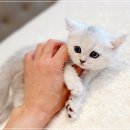 인천강아지분양 고양이분양 24시 데려가개 청라점 이미지