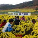 30만평 300억송이 고창국화 노란 황금 국화밭으로 놀러오세요^^ 고창국화축제 이미지