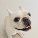 임 에듀 트레이닝 앤 스테이 | <블챌>성공한 견생 개집사는 출장 개딸은 호캉스