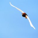 하얀날개 이미지