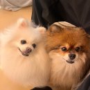 The(더)귀여워 | 홍대 강아지 카페 the 귀여워 후기 내돈내산