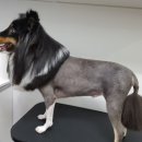 서울애견 이미지