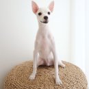 킹프림 애견샵 이미지