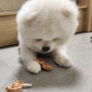 시크펫 그루밍 이미지