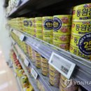 참치연 이미지