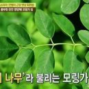 모링가 이미지