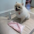몽글몽글 펫 | [강아지 발세정제 추천] 워터리스 더마벳 &amp; 펫타월까지 솔직 사용 리뷰