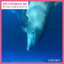 아쿠아플라넷 제주는 큰돌고래 전시-공연 즉각 중단하라! 이미지