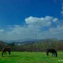 대풍목장 이미지