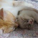 낭만고양이(강서점) 이미지