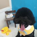 애견샵 컬리독 이미지