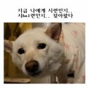나 예비신부다