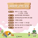 전남 광양 매화 축제 일정 프로그램 주차장 꿀팁