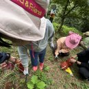 버들농원 | [양평 밤농원] 가을 밤따기 체험 내돈내산 솔직 후기 - 준비물부터 보관법까지!