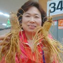 강화수삼센타 네이버블로그