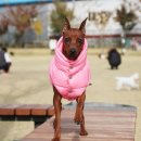 엔젤퍼피 이미지