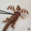 깜돌게코샵 이미지