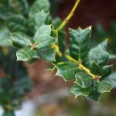 가시나무공원 이미지