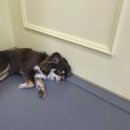 바미애견유치원 | 양산 애견유치원 도담도담 II