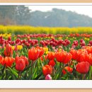 꽃밭에서 이미지