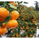 창민농장 이미지