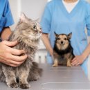 아이사랑동물병원 건강검진센터 이미지