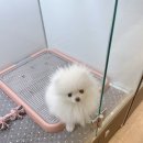 그레이동물병원 강남점 이미지