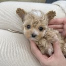 오독안심분양센터 강아지분양 고양이분양 하남점 이미지