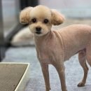 영블리 펫살롱 이미지