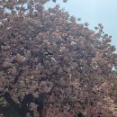 문수사 목조여래좌상 | 충남 서산 개심사 겹벚꽃, 문수사 겹벚꽃 개화상황과 서해안의 전통가옥 유기방가옥 수선화 개화 상황을...