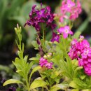 비단향꽃무 이미지