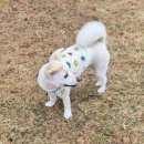 GS25운암일신점 | [대구 칠곡 애견미용 추천] 소형견·대형견 모두 가능한 플러피유 미용 후기