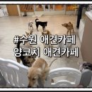 양코치 애견카페 네이버블로그