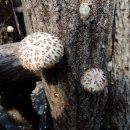 담박원에서 2015년 봄 친환경인증 표고버섯을 판매합니다 이미지