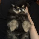 샴푸하는 강아지 이미지