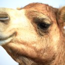 낙타 이미지