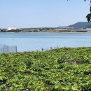 38대교 공원 이미지