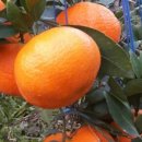 한신농장 이미지