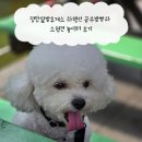 놀이터 | 정안알밤휴게소 하행선 공주밤빵과 소형견 놀이터 후기