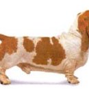 바셋하운드 이미지