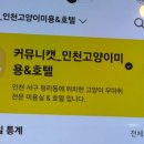 커뮤니캣 고양이 호텔&미용실 네이버블로그