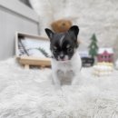 슈나우펫 이미지